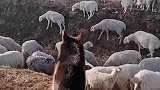 德牧犬放牧牛羊的好帮手牧羊人的爱犬