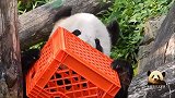 大熊猫对蜂蜜果然是真爱！甜甜的蜂蜜吃在嘴里，美在心上！