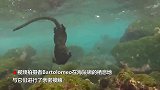 “水中哥斯拉”海鬣蜥现身泳姿优雅身姿敏捷