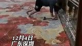工人铺地毯用膝盖顶力，网友很辛苦，但请保护好身体