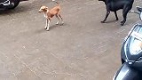 田园犬在路中间厮打，双方的小伙伴前来支援！瞬间变成群斗