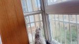 猫咪对着窗外叫，原来是看到了他！