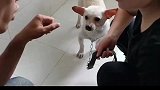 狗洗澡奔奔吹风还是比较敏感