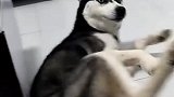二哈：哎呀，这味道不对，不好，中毒了！