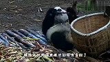 熊猫宝宝偷吃竹笋，不料被熊猫妈妈抓住，接下来的举动笑翻众人