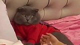 女儿给爸爸化妆，结果猫咪露出惊恐眼神
