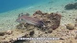 章鱼钻进渔夫的笼子，意识到中计后，反应令人不寒而栗