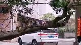 榆树碰瓷20年，为了补偿款，居然要躺一辈子！