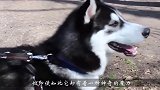 二哈隔着围栏挑衅秏牛，不料秏牛上头撬开围栏，下一秒憋住别笑