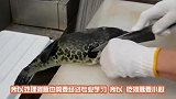 小伙作死烤河豚，活着的河豚直接丢火炉上，网友：叫救护车了吗