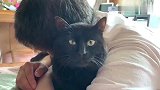 主人抱着黑猫午睡，黑猫内心一百个的不愿意，谁叫他是我的主人呢