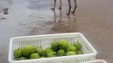 卖水果不易，坐半天只来了条狗