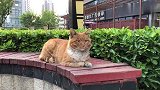 春天的猫咪要小心，容易挠人