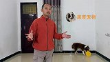 按照这个方法去训练狗狗，不久的将来你家狗狗绝对是小区明星！