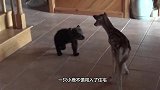 浣熊闯入住宅，进屋对着猫咪一顿撸，镜头拍下搞笑瞬间！