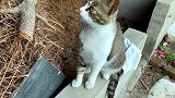 农村老妈嘱咐，一定不要动这个洞，今天让猫咪去探秘！