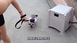 主人牵着猫咪出门散步，猫咪十分不想动，场面十分滑稽