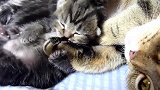 睡在猫咪怀抱的小奶猫，看这小爪爪，可爱极了呀！