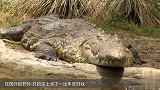 实拍：鳄鱼咬着野猪尸体 往水面狂摔鞭尸 还觉得鳄鱼可爱吗