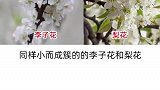 教你认清春天里最常见的那些花