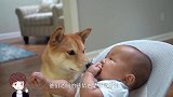 狗狗一言不合就亲宝宝，接下来宝宝的反应，爸妈差点笑岔气了
