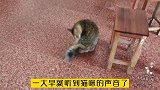 一大早就被两只猫咪围着叫
