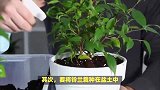 铃兰的养殖方法和注意事项