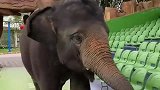 大象太聪明了，接下来这一幕，作为人类自愧不如啊！