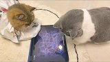 猫界快准狠铲屎官的乐趣