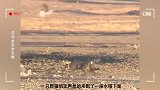 非洲野猫刚抓了只鸟，没想到金雕从天而降，猎手瞬间变猎物