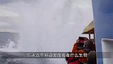 洪水退后出现庞然大物，阻挡汽车道路，都不敢下车驱赶！