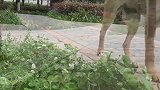 出来遛遛狗