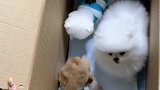 室友男朋友送来了礼物，羡慕哭了