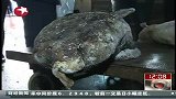 热点-湖南洞庭湖江豚离奇死亡 保护工作刻不容缓