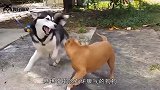 比特犬与哈士奇相互看不顺眼，哈士奇吃了大亏，心疼它三秒钟
