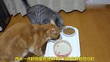 两只猫咪在一起吃饭，一强一弱才能和平相处，太有趣了