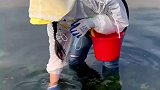 女子拿小桶赶海遇到超大海蜇，呼叫老爸远程指导