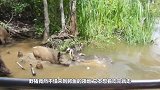 野猪贪吃钻进牛肚吃肉！6秒后绝望了，野猪：好兄弟一块“上路”