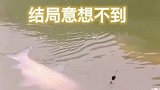 骑鱼难下！这条鱼抄起来起码五十斤