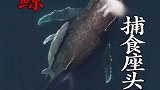 座头鲸幼崽遭遇虎鲸的围捕!