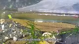 水蛭对血液有多敏感？老外水下亲测，结果打破我多年认知