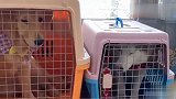 主人说的客人原来是它，狗狗们在笼子里看着嘴馋