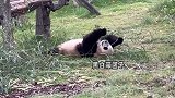 成都基地的熊猫团子都在干嘛？当然是吃吃喝喝，睡美觉啊！