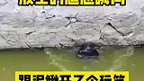 放生的尴尬瞬间，这放了个寂寞