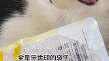回到家发现一只不吃零食的反常边牧