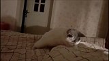 猫咪看铲屎官睡觉都不老实,只好亲自过去安抚她了