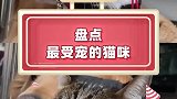 好家伙！我竟然会这么酸一只小猫咪！