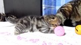 可爱的小奶猫上线，这萌萌的小表情，真是惹人爱！