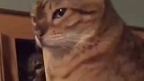 猫：刚没发挥好，重来