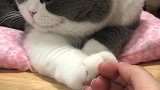 猫主人你看我的猫爪肉多不！